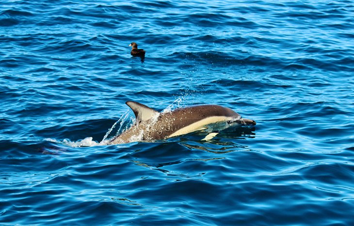 Un delfín frente a Auckland