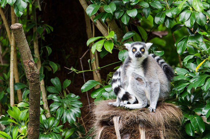 A ring-tailed lemur at the Auckland Zoo