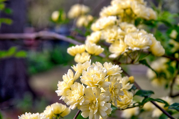 Climbing roses in a Wilmington Garden