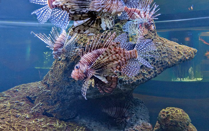 Lionfish at the North Carolina Aquarium at Fort Fisher