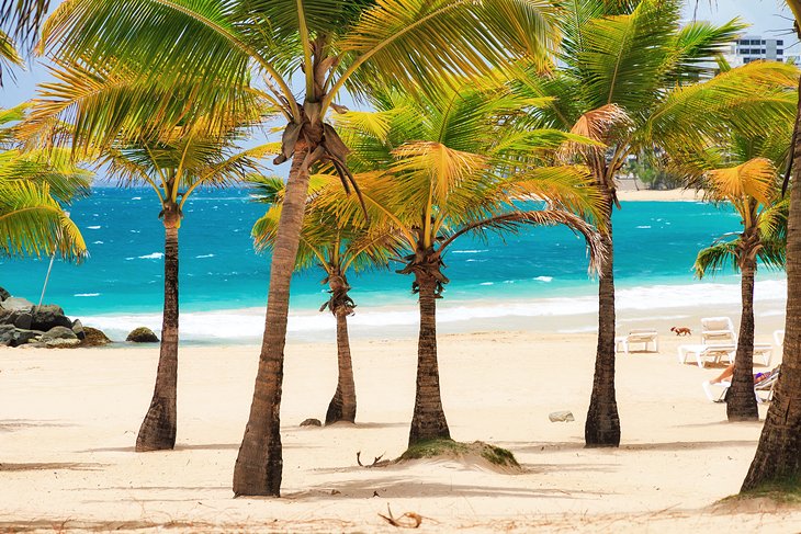 Palm trees on Condado Beach