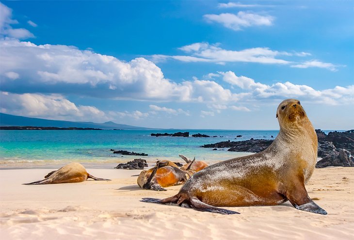 Sea lions on the beach in the Galapagos Islands