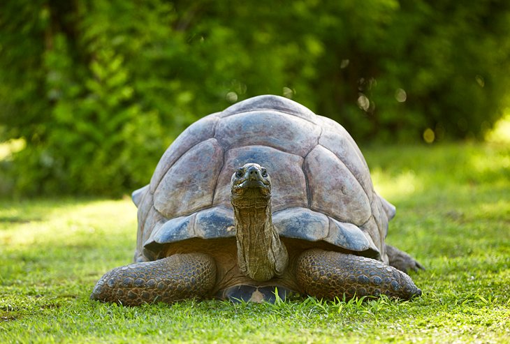 A giant tortoise on Bird Island