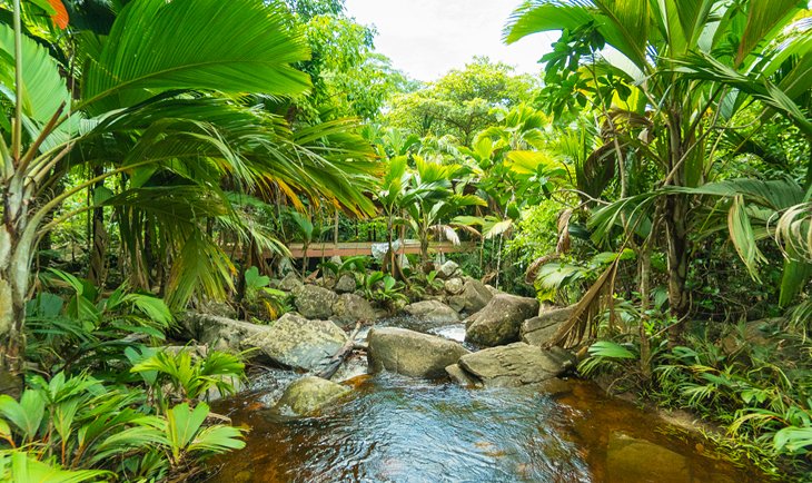Forêt tropicale luxuriante aux Seychelles