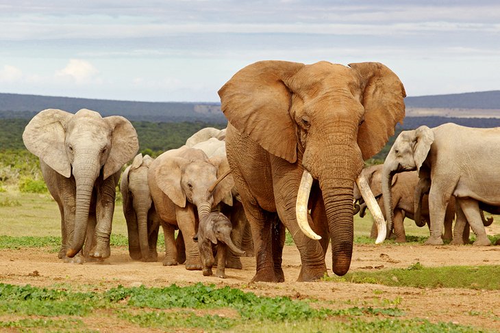 Bull elephant and herd in Addo Elephant National Park