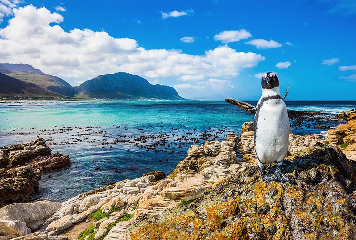 A penguin at Boulders Beach