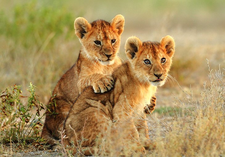 Lion cubs at Kruger National Park