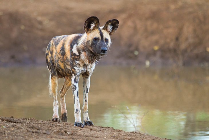 An African wild dog in Madikwe Game Reserve