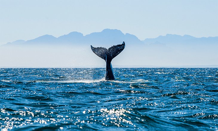 A humpback whale diving in False Bay