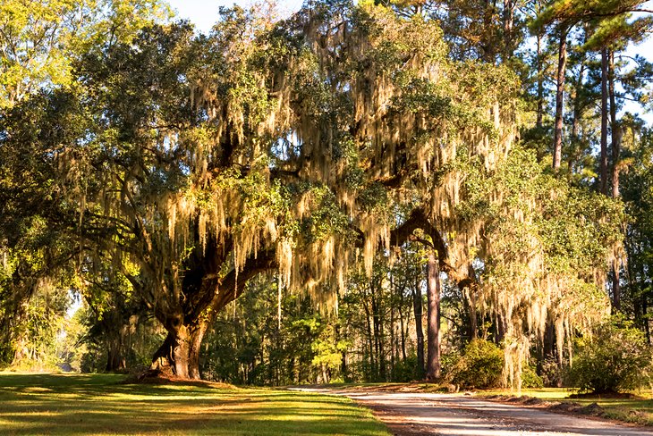 A massive live oak tree draped in Spanish Moss