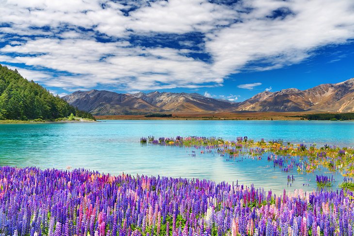 Lupin blooming at Lake Tekapo, New Zealand