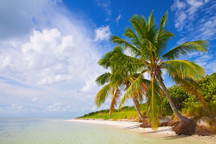 A palm-lined beach in the Florida Keys