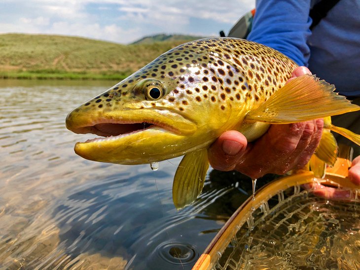 A brown trout from the Upper Green River
