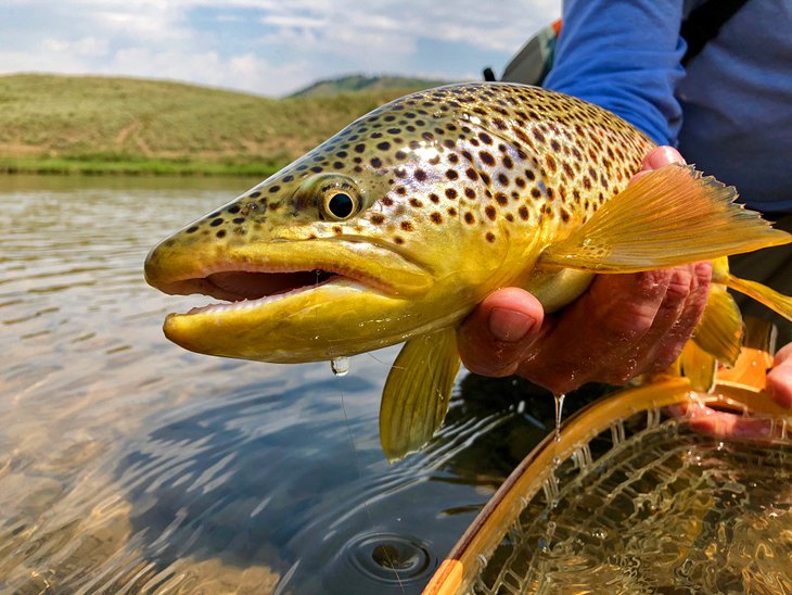 11 destinos de pesca con mosca mejor calificados en Wyoming