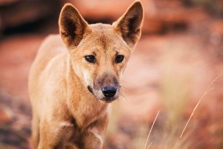 Wild dingo in Watarrka National Park