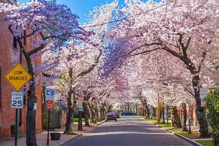 Cherry blossoms at Wooster Square