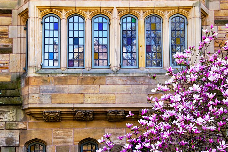 Détail architectural et magnolia en fleurs à l'université de Yale