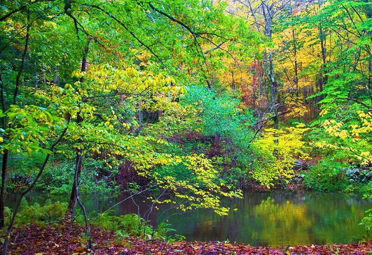 Fall colors at the Mianus River Park