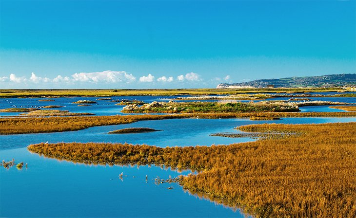 Rye Harbour Nature Reserve