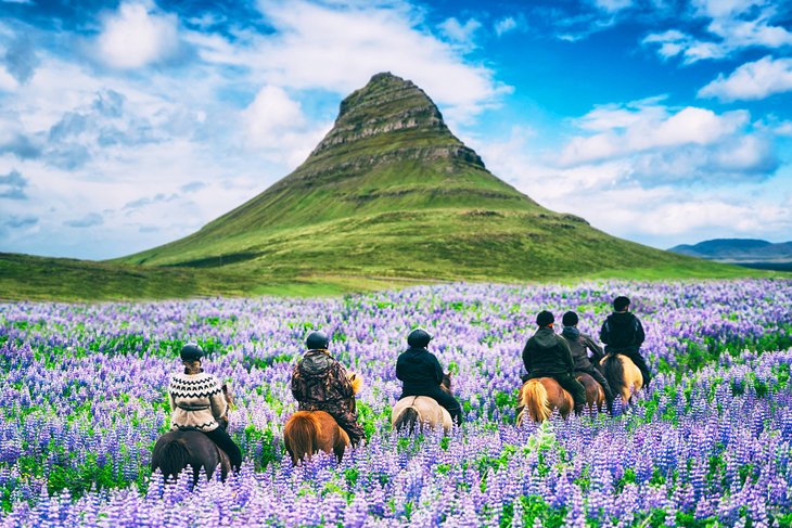 Horseback riding through lupine in Iceland