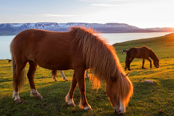 Icelandic horses lit by the midnight sun