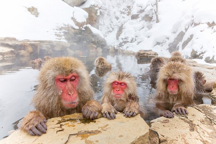 Japanese macaques at Jigokudani Snow Monkey Park