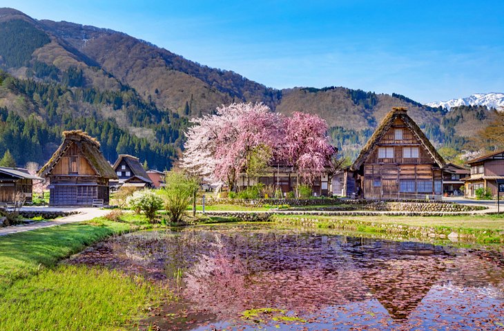 Cherry blossoms in Shirakawa-go Village