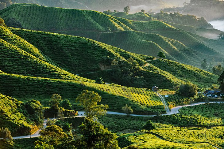 Tea plantation in the Cameron Highlands