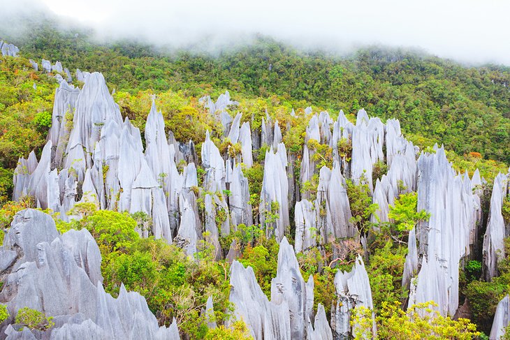 Limestone pinnacles in Gunung Mulu National Park