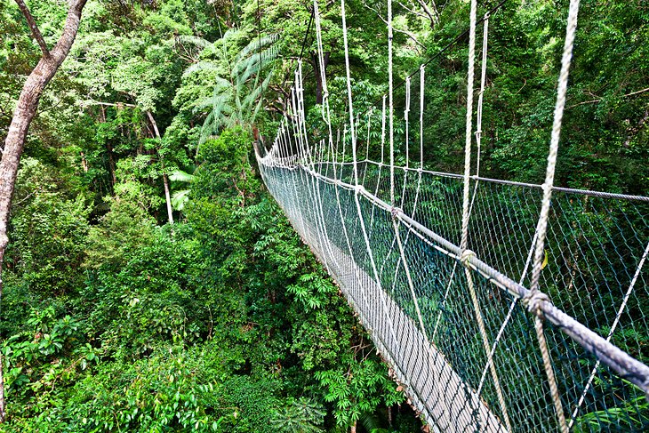 Rope bridge in Taman Negara