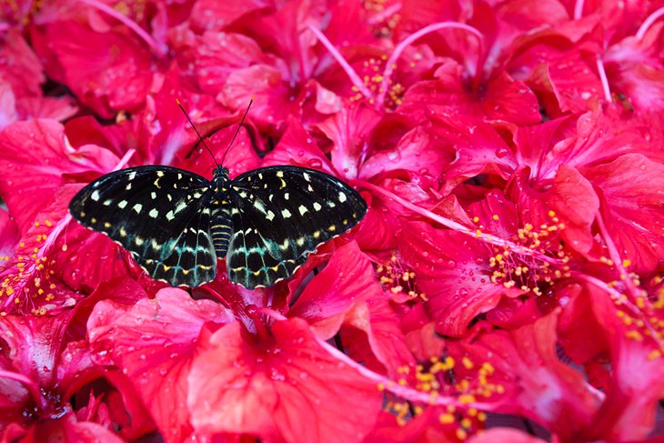 Butterfly on hibiscus blossoms at the Kuala Lumpur Butterfly Park