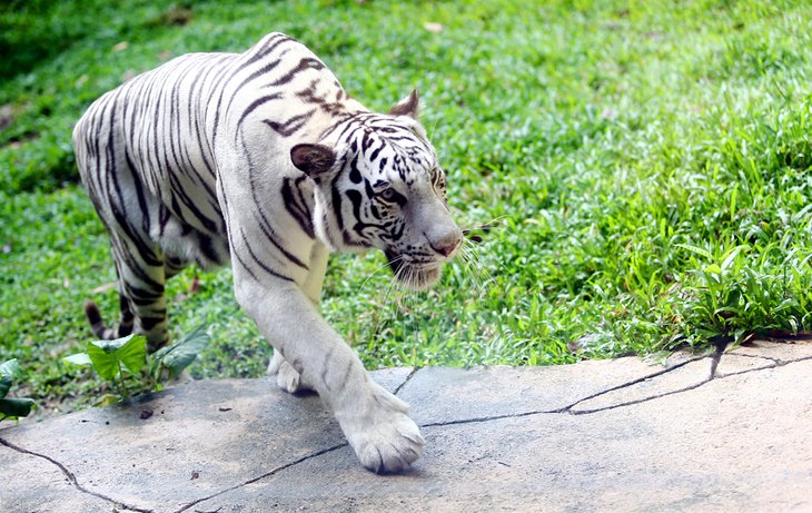 A white tiger at the Sunway Lagoon Theme Park