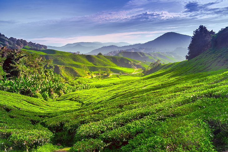 Tea plantation at the Cameron Highlands