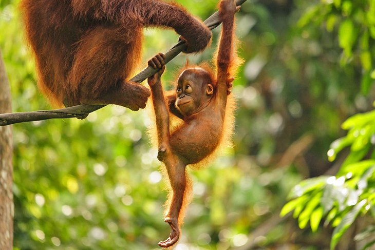 Baby orangutan at the Sepilok Orangutan Rehabilitation Centre