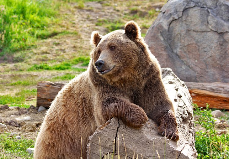 Grizzly bear at ZooMontana