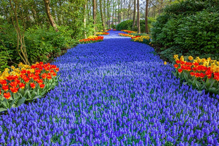 Beautiful flowers in Keukenhof Park