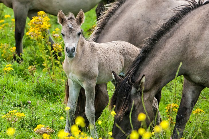 Konik horses in Oostvaardersplassen