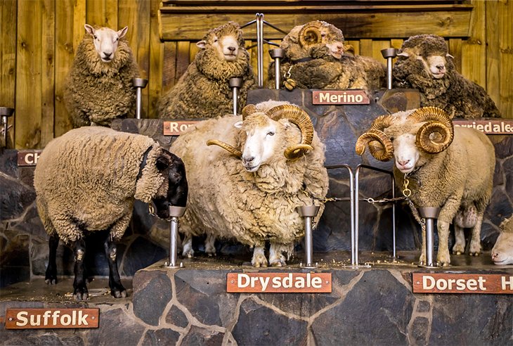 Razas de ovejas en el Agrodome
