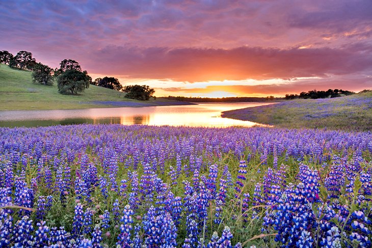 Purple lupine on the bank of Folsom Lake