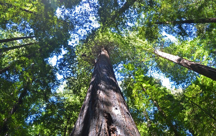 Humboldt Redwoods State Park