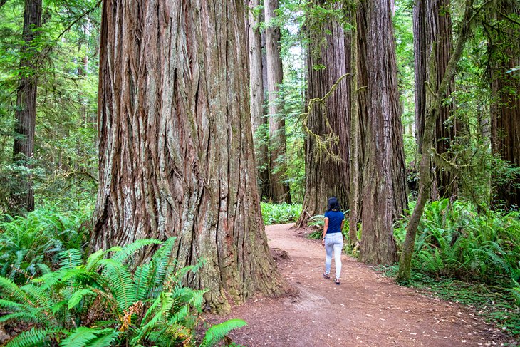 Jedediah Smith Redwoods State Park