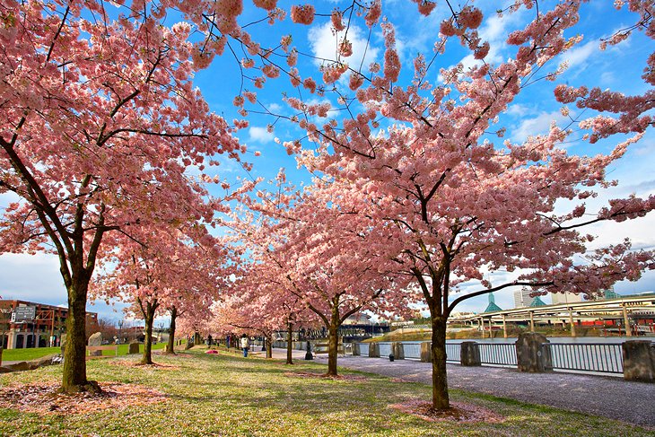 Cherry blossoms in Portland