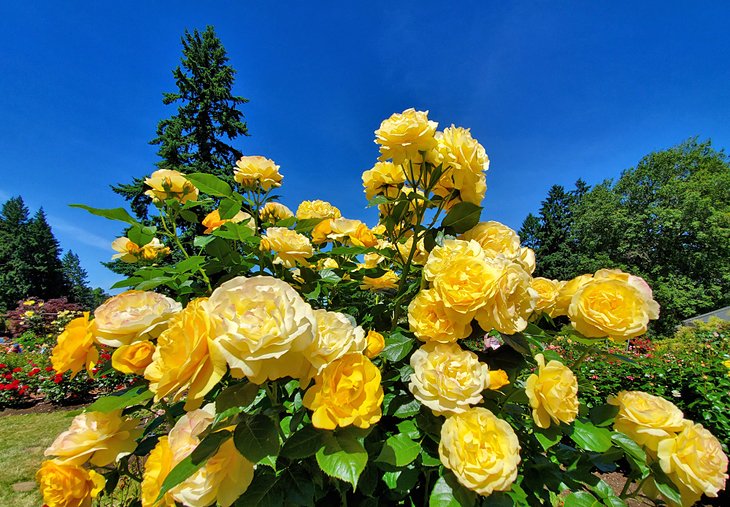 Roses blooming at the International Rose Test Garden