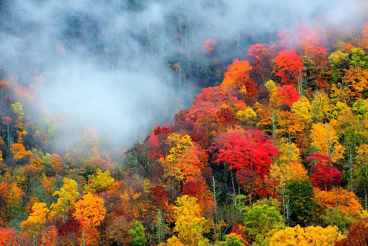 Fall foliage in the Great Smoky Mountains