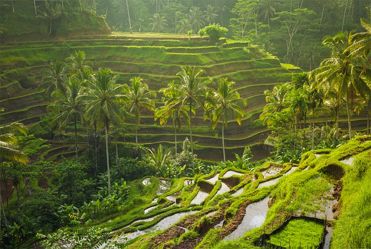 Tegalalang Rice Terraces