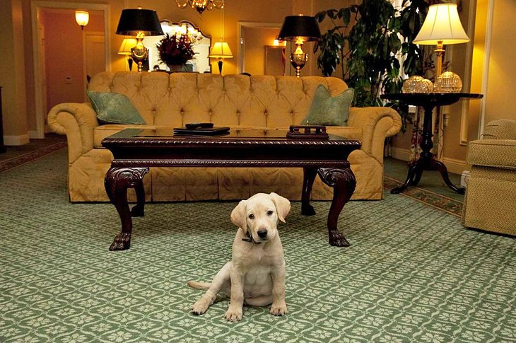 Pet Friendly Hotels In Nashville Tn