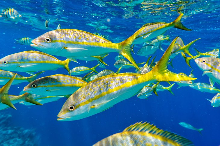 A school of yellowtail snappers in Turks & Caicos