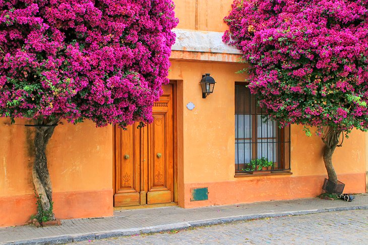 Bougainvillea trees in Colonia del Sacramento