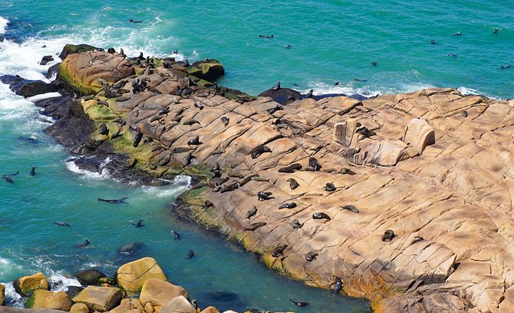 Sea Lions in Cabo Polonio