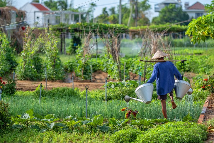 Tra Que Vegetable Village